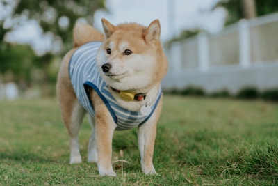 穿着条纹背心的柴犬